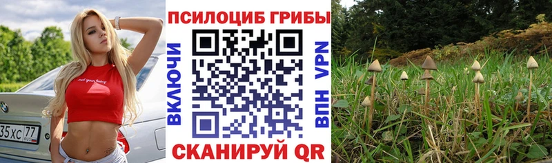Псилоцибиновые грибы прущие грибы  купить   Бабаево 